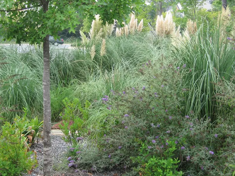 A garden with lots of plants and trees.