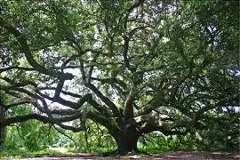 A large tree with many branches in the middle of it