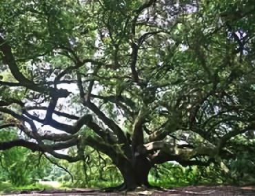 A large tree with many branches in the middle of it