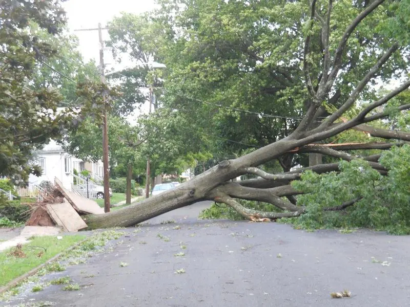 A fallen tree on the side of a road.