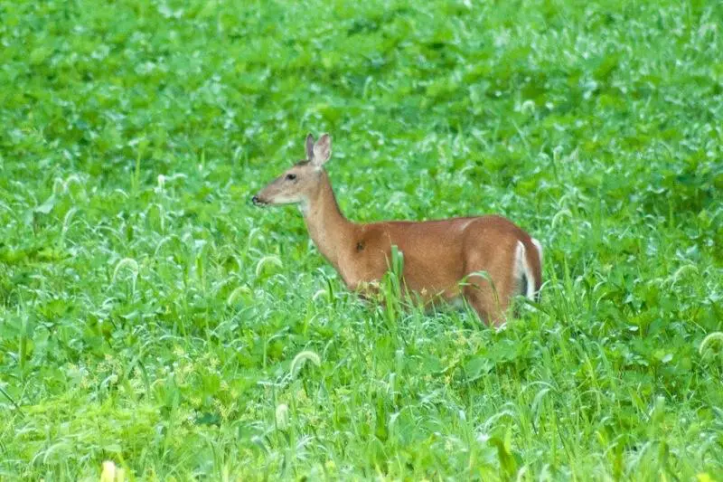 A deer is standing in the grass looking at something.