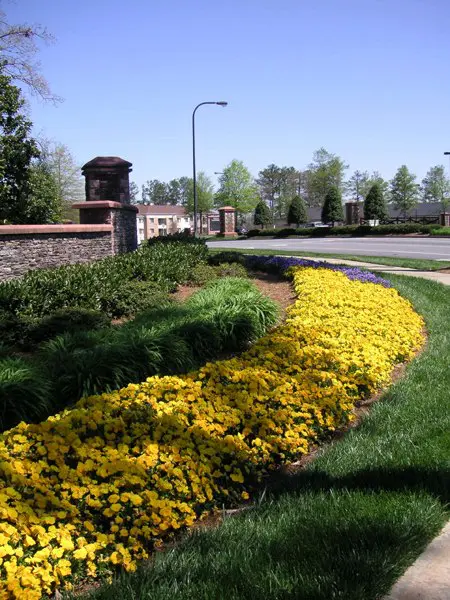 A garden with yellow flowers and green grass.