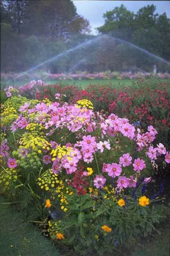 A field of flowers with water sprinklers in the background.