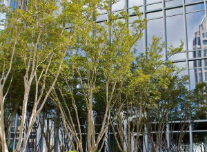 A group of trees in front of a building.