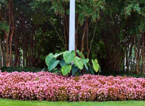 A garden with pink flowers and green plants.