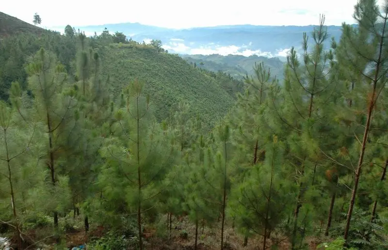 A view of some trees in the distance.