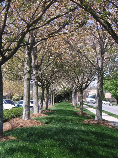 A row of trees on the side of a street.